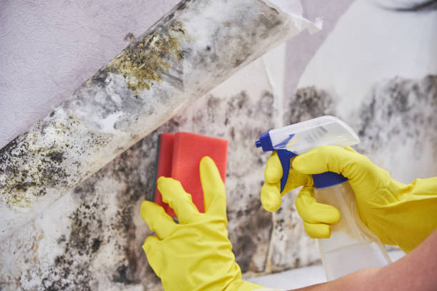 Best Commercial Mold Inspection  in Ash Grove, MO